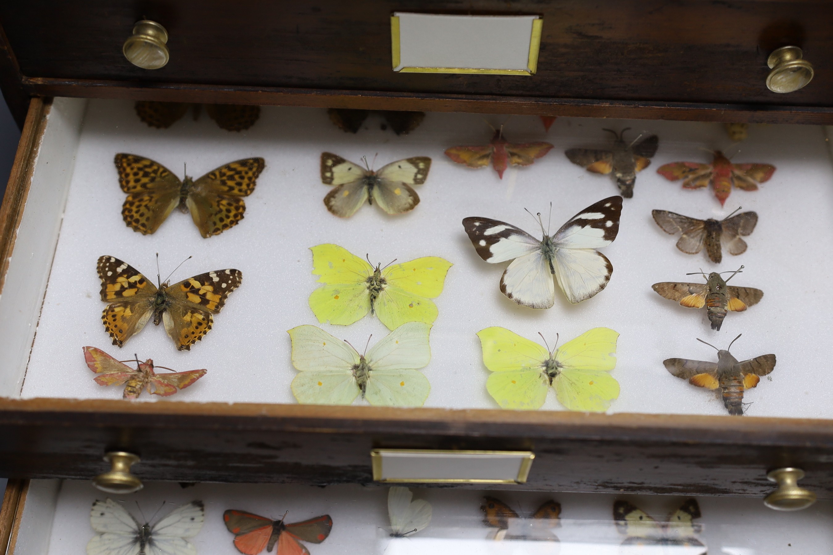 Entomology- British butterfly specimens contained in a chest of six drawers, 42 cm high, 38 cm wide, 23 cm deep